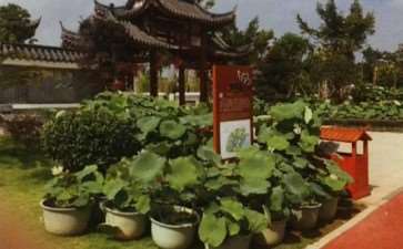 2018年 第32届贵港荷花展 图片