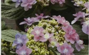 绣球花怎么调色的5个方法 图片