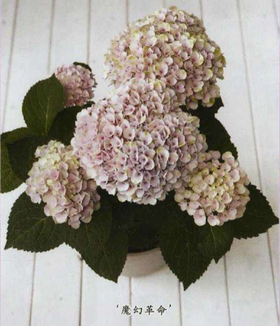 绣球花怎么施肥修剪