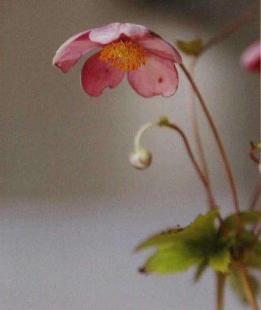 秋明菊的老家在中国 很早就传入了日本