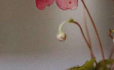 秋明菊的老家在中国 很早就传入了日本