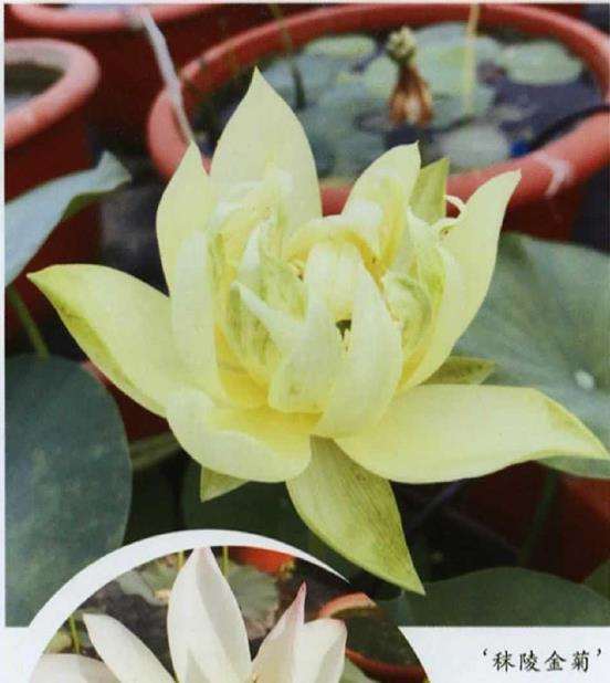 秣陵金菊