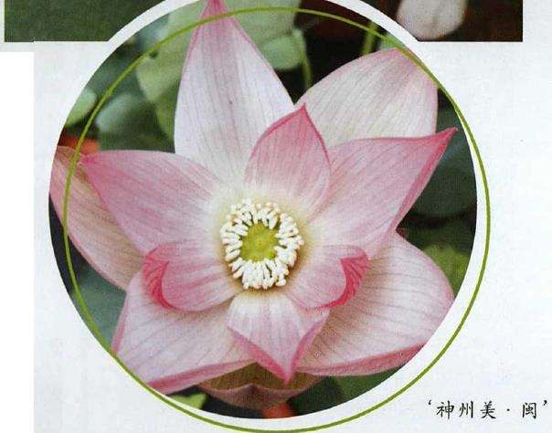 8个荷花新品种介绍