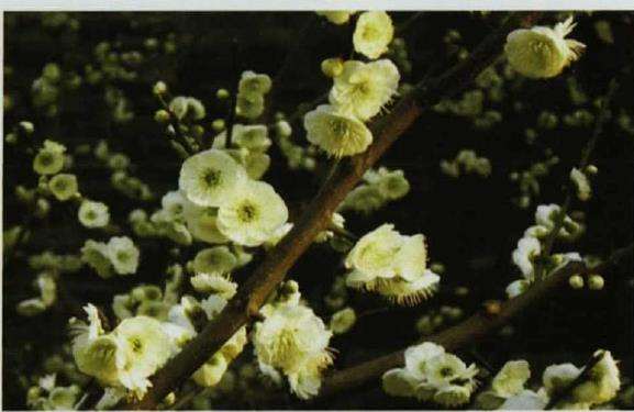 花果园林树种怎么选择与应用的5个方法