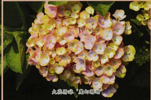 花团锦簇的绣球花是哪20个种类 图片
