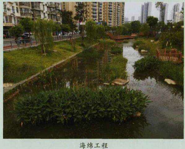 武汉市海绵城市建设怎么选择园林植物