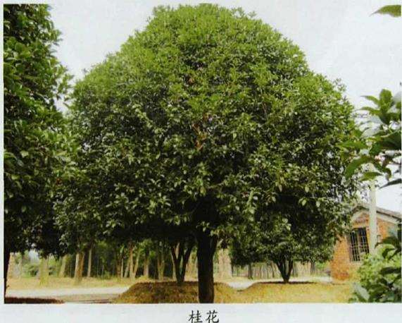 武汉市海绵城市建设怎么选择园林植物