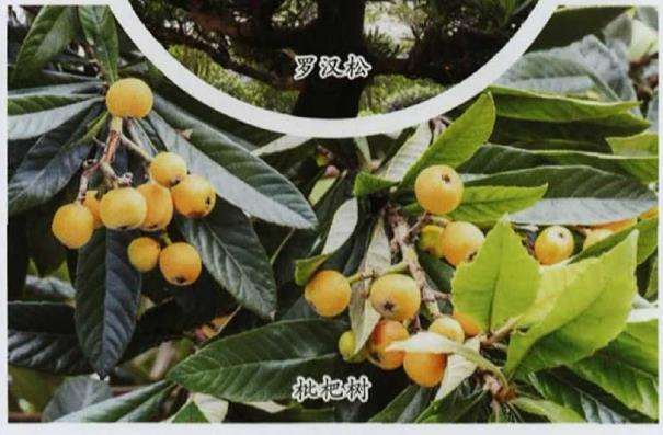 武汉市海绵城市建设怎么选择园林植物