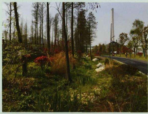 武汉市海绵城市建设怎么选择园林植物