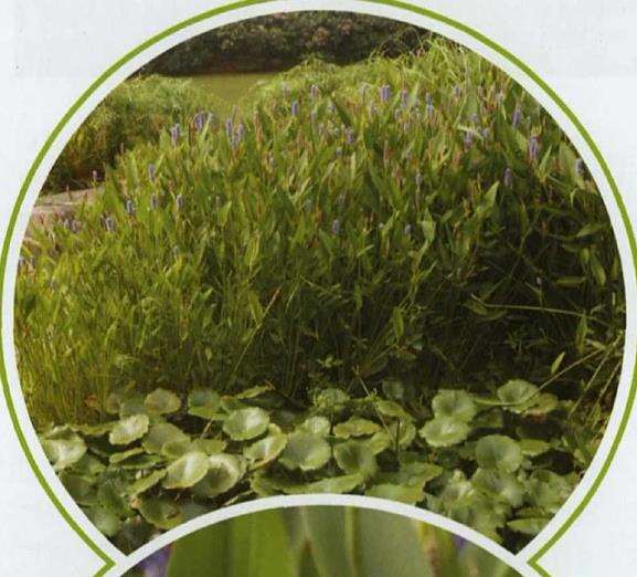 适合夏天的4个水生植物是什么