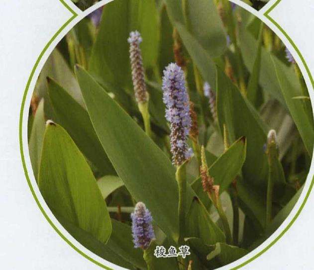 适合夏天的4个水生植物是什么