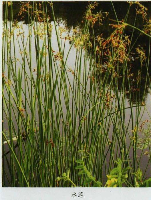 适合夏天的4个水生植物是什么 图片