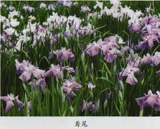 适合夏天的4个水生植物是什么