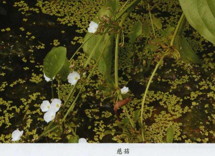 适合夏天的3个水生植物是什么 图片