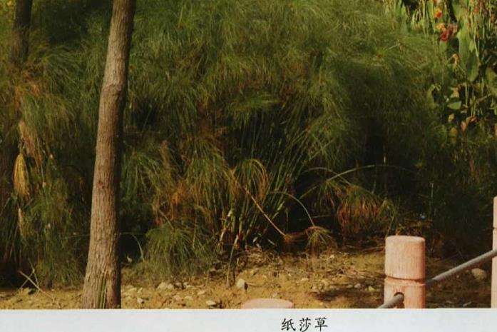 适合夏天的3个水生植物是什么 图片