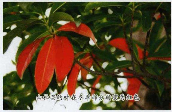山杜英怎么播种的5个方法 图片