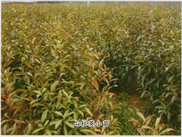 山杜英怎么播种的5个方法 图片