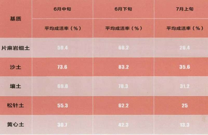 映山红怎么嫩枝扦插繁殖的3个效果分析