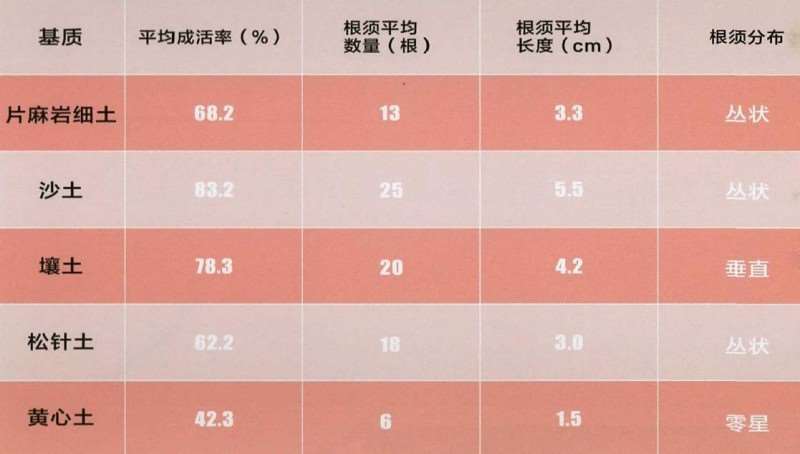 映山红怎么嫩枝扦插繁殖的3个效果分析