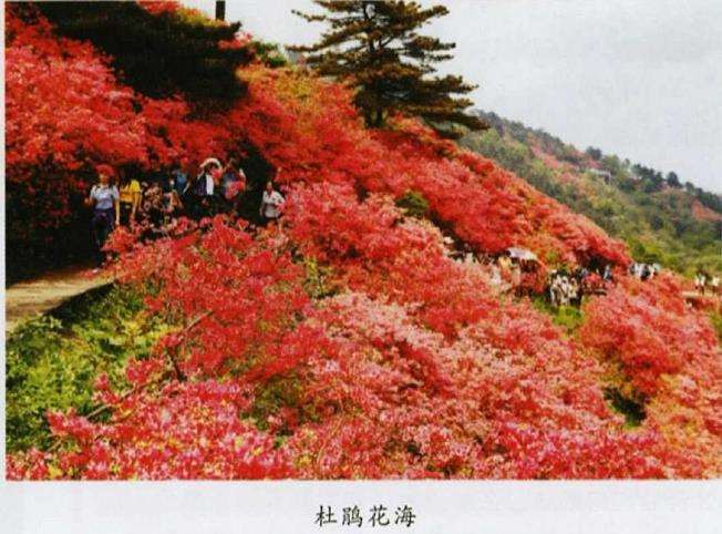 映山红怎么嫩枝扦插繁殖