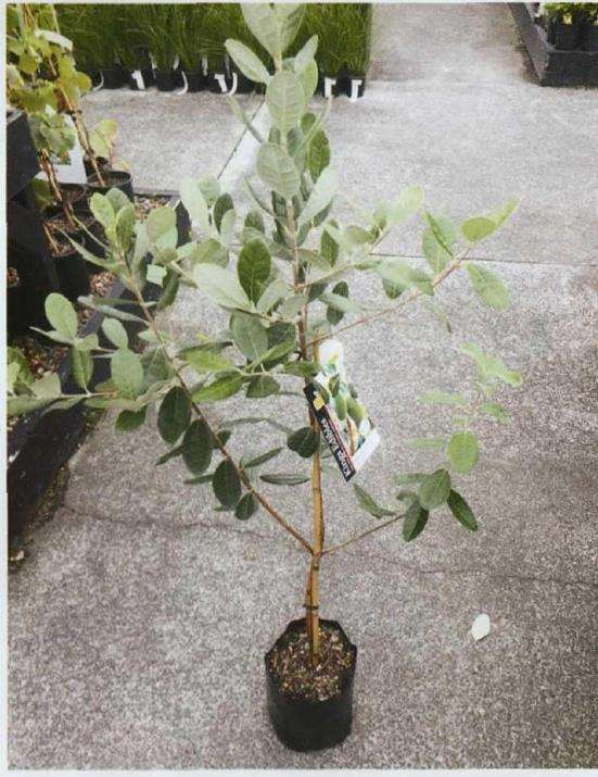 斐济果树怎么病虫害防治的方法