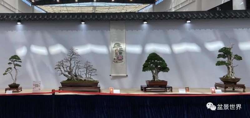 2021年 第三届中国杯盆景大赛 图片