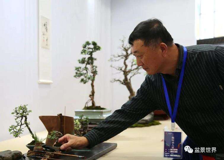 2021年 第三届中国杯盆景大赛 图片