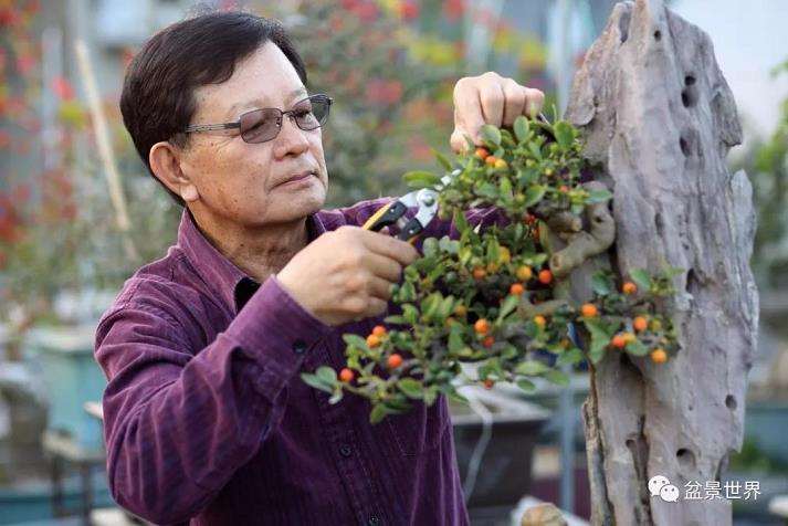 广州盆景艺术大师 黄就成 图片
