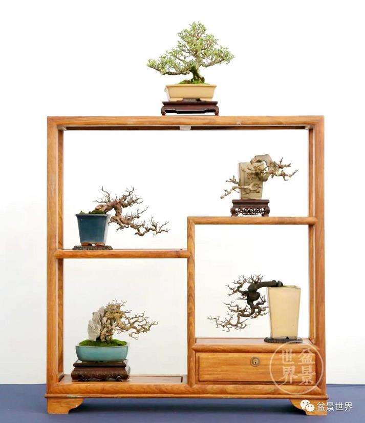 广州盆景艺术大师 黄就成 图片