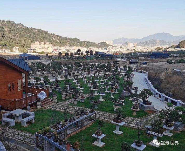 温州松树盆景艺术已有近千年的历史