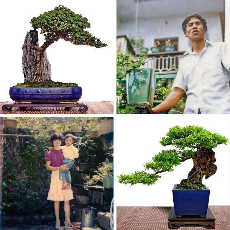 韩学年盆景作品