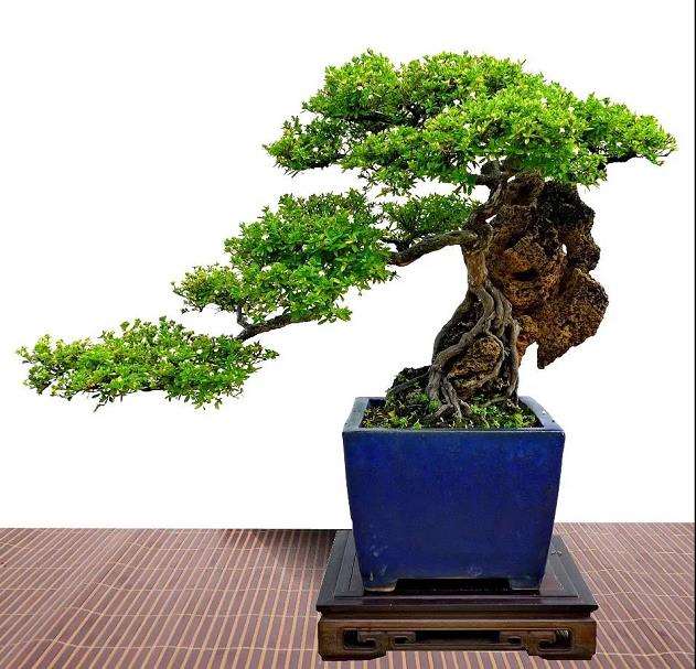 韩学年盆景作品