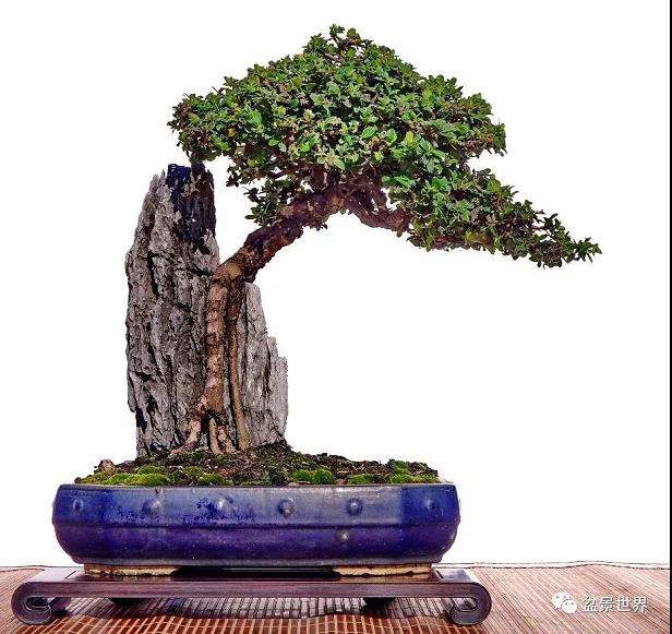 韩学年盆景作品