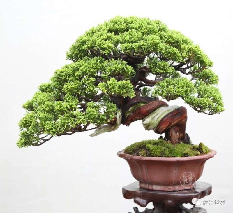 临沂首届小微盆景展