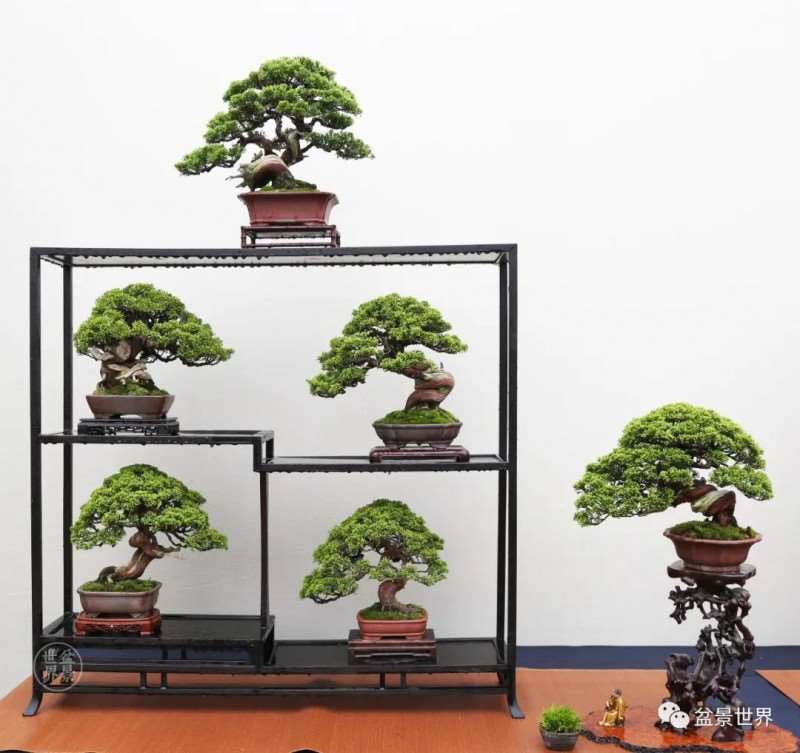 临沂首届小微盆景展