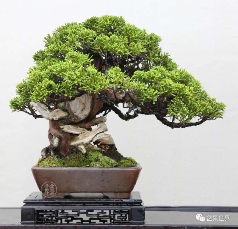 临沂首届小微盆景展