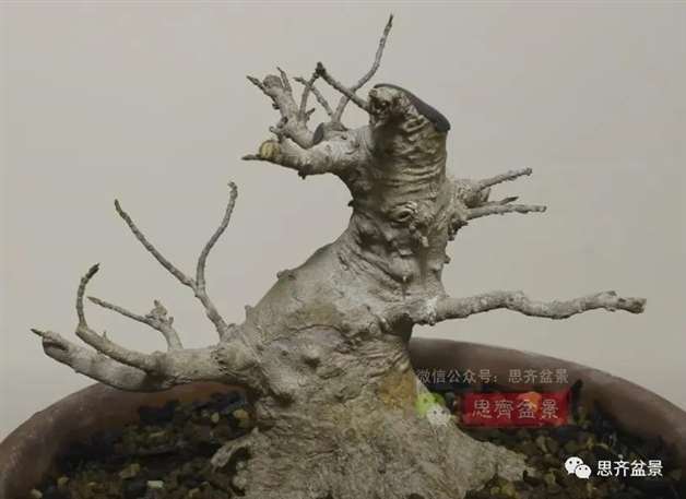 图解 三角枫熟桩10年制作成盆景的过程