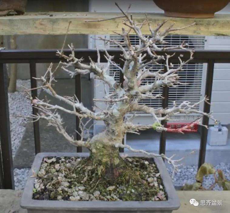 图解 三角枫熟桩10年制作成盆景的过程