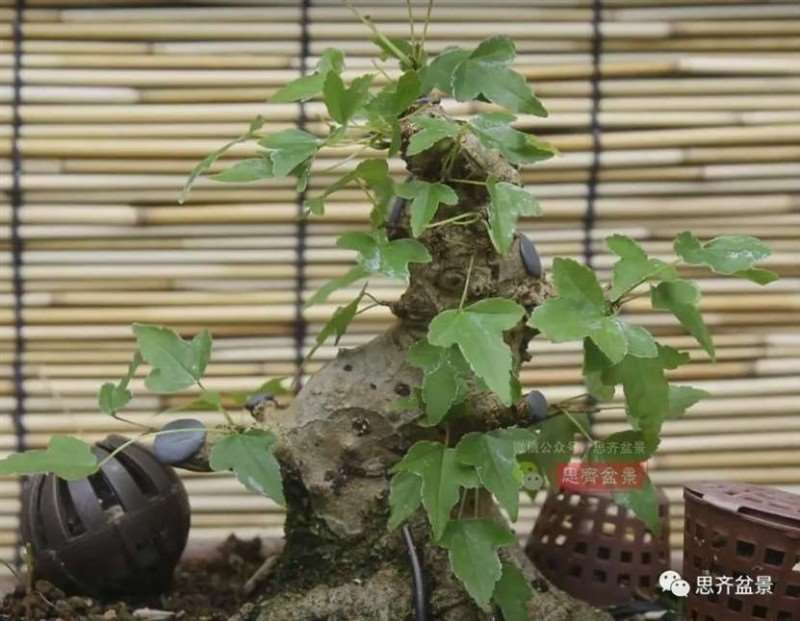 图解 三角枫熟桩10年制作成盆景的过程