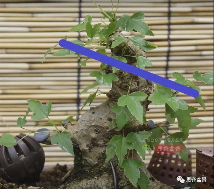 图解 三角枫熟桩10年制作成盆景的过程