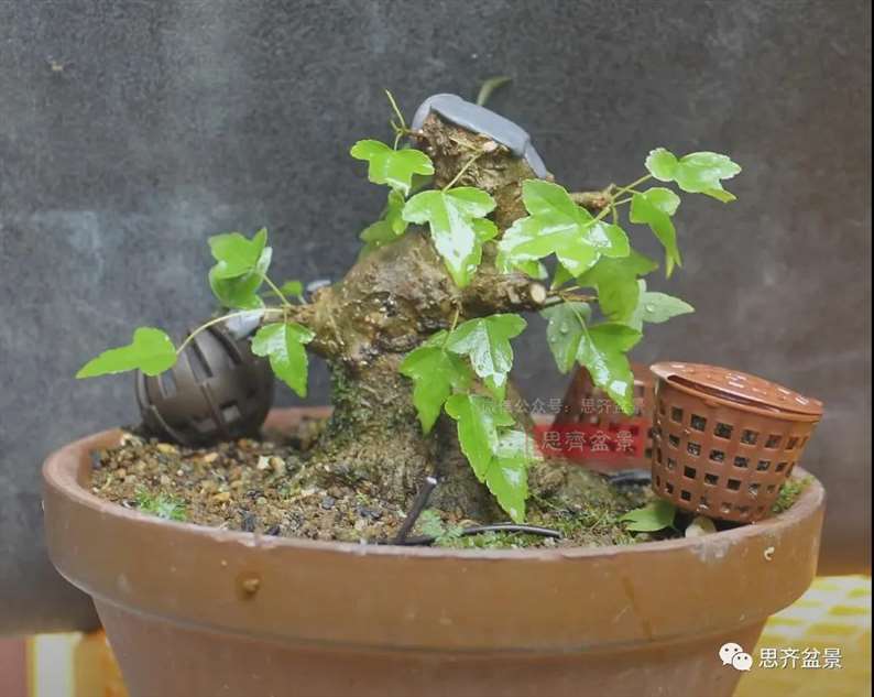 图解 三角枫熟桩10年制作成盆景的过程