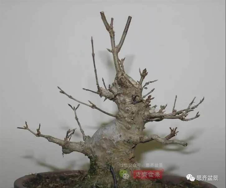 图解 三角枫熟桩10年制作成盆景的过程