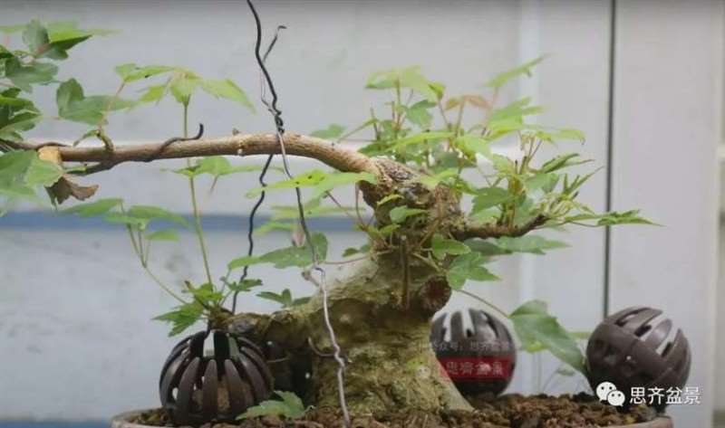 图解 三角枫熟桩10年制作成盆景的过程