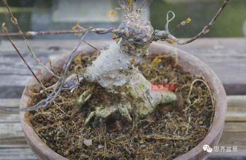 图解 三角枫熟桩10年制作成盆景的过程