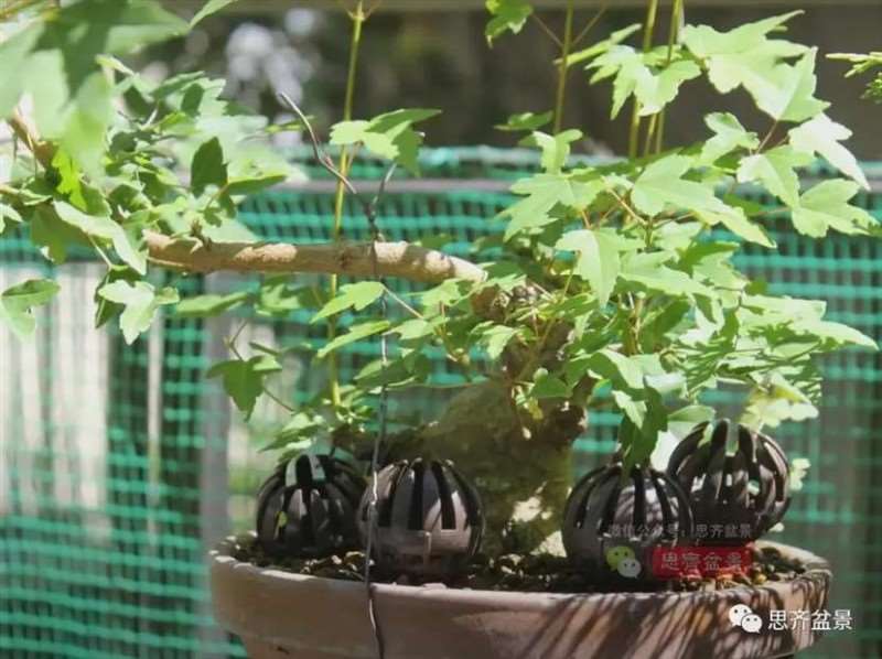 图解 三角枫熟桩10年制作成盆景的过程