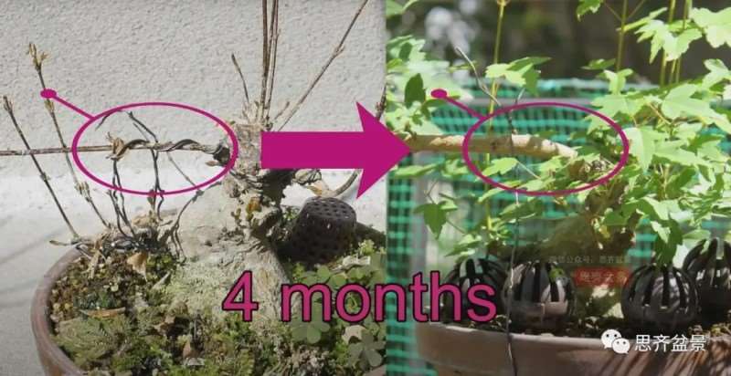 图解 三角枫熟桩10年制作成盆景的过程