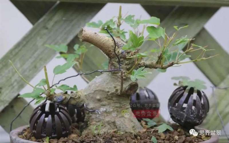 图解 三角枫熟桩10年制作成盆景的过程