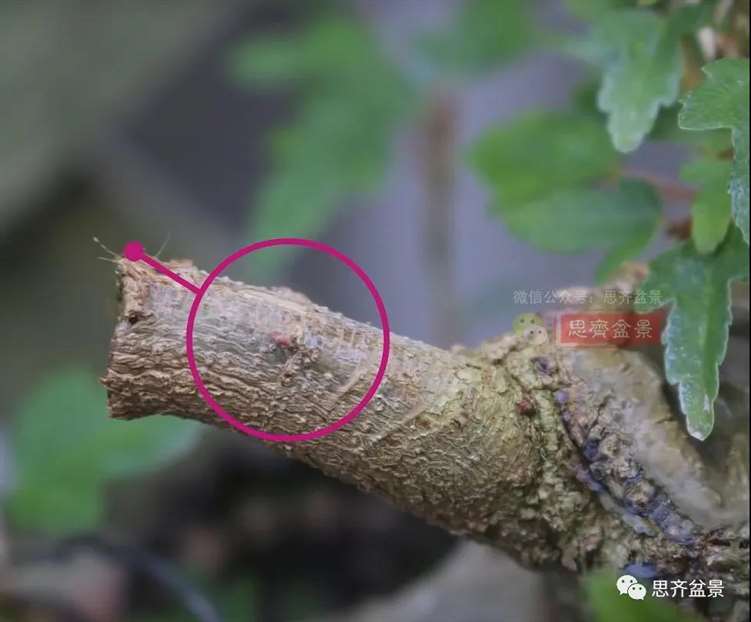 图解 三角枫熟桩10年制作成盆景的过程