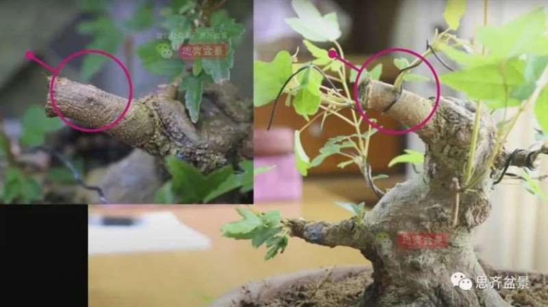 图解 三角枫熟桩10年制作成盆景的过程