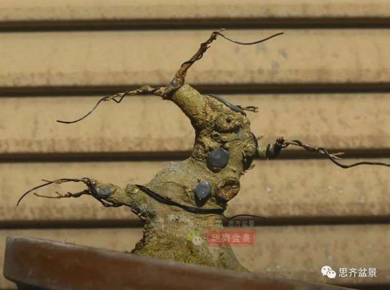 图解 三角枫熟桩10年制作成盆景的过程